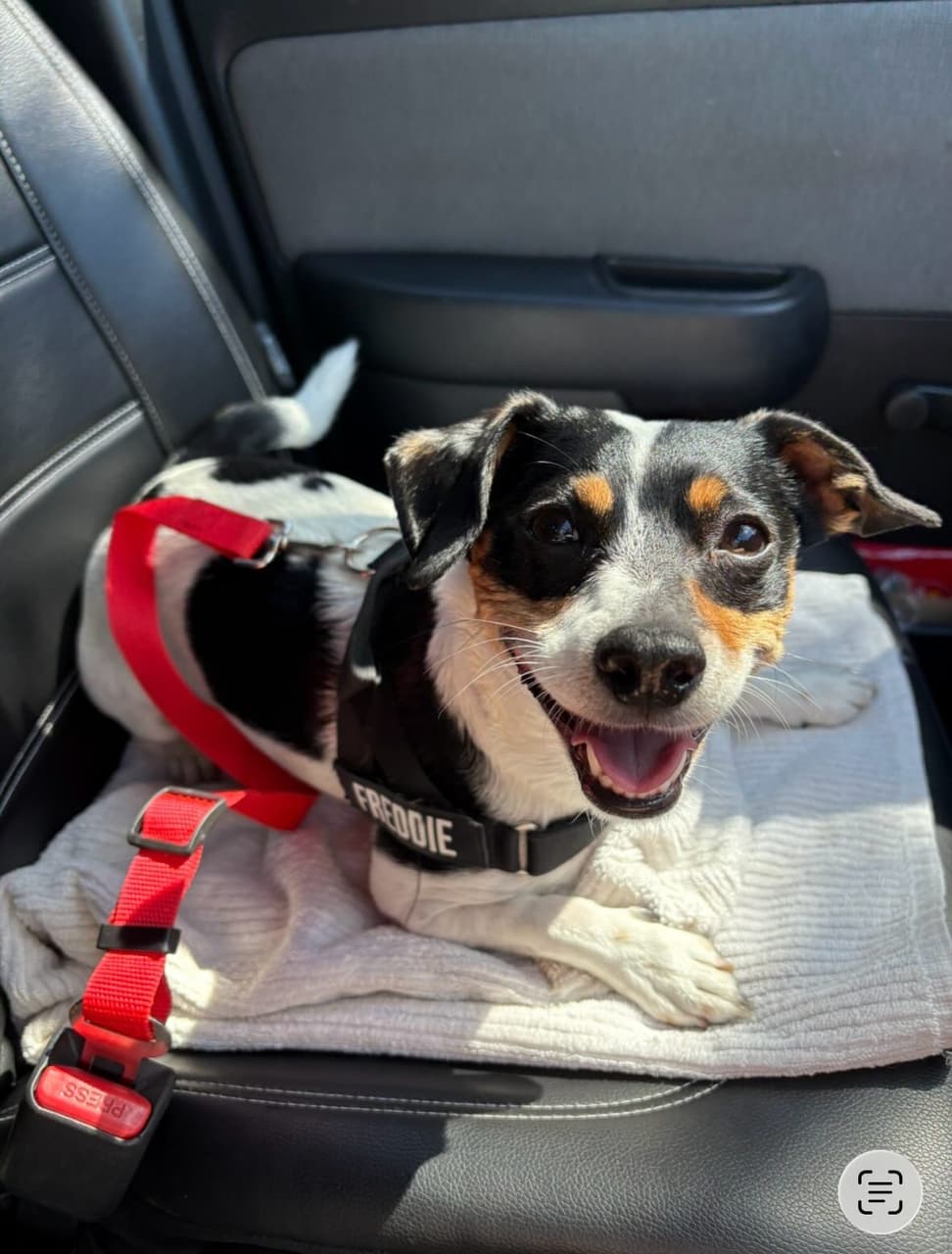 A small dog smiling in the car on the way to a walk