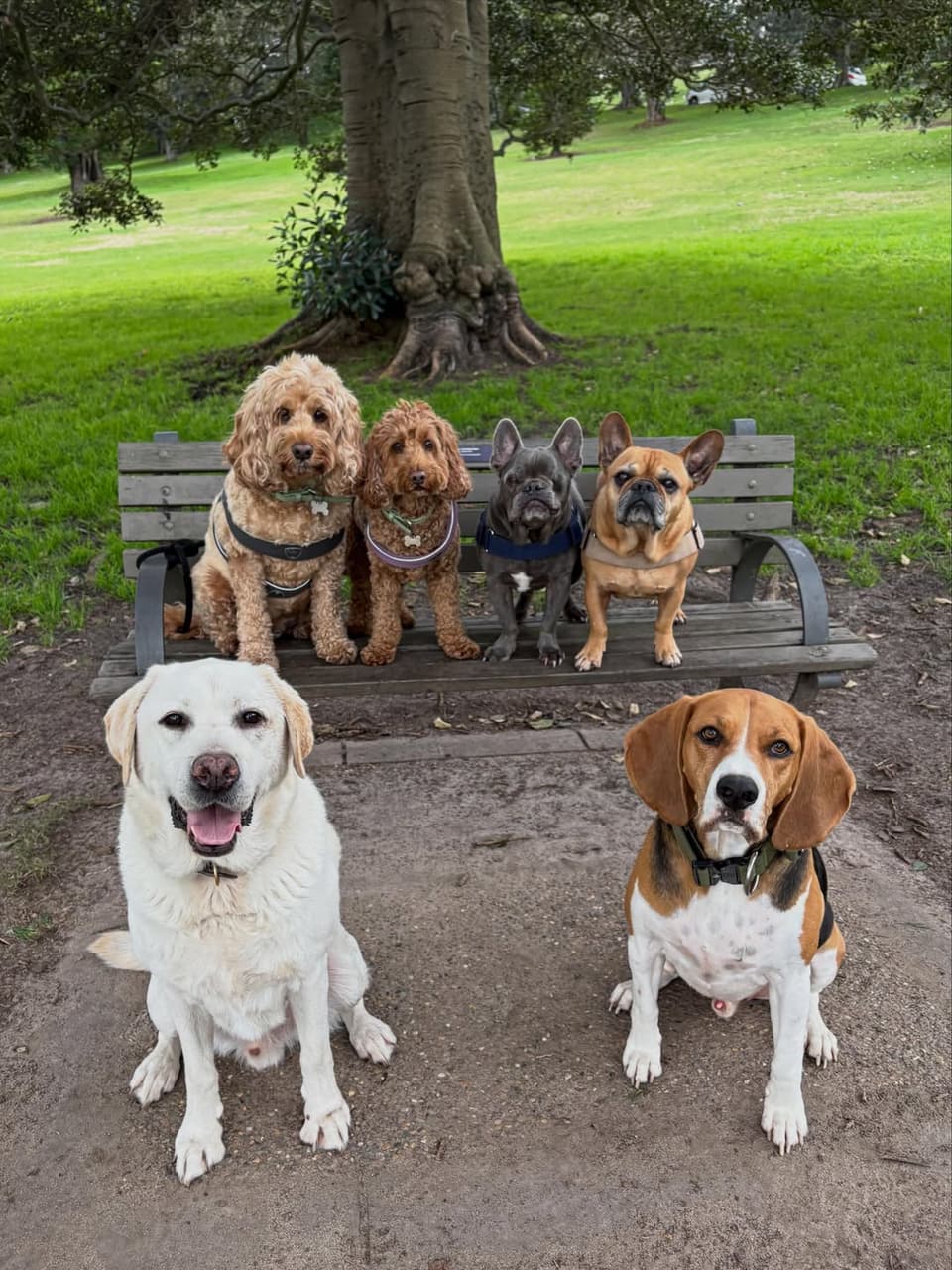 A calm group of dogs relaxing together under a shady tree