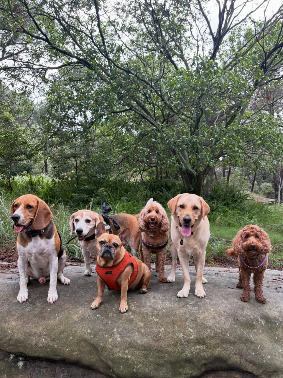 A small group of dogs together on a sandstone rock in the bush